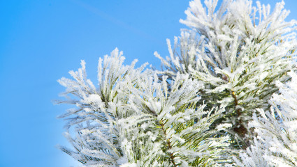 Winter snowy pine tree christmas scene. Fir branches covered with frost wonderland. Blue background.