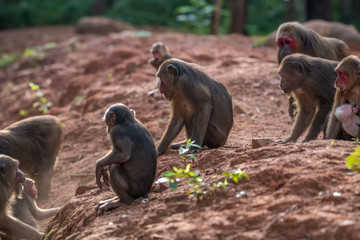 Group of Stump-tailed macaque, Bear macaque (Macaca arctoides) eat and rest during a quiet sunny evening at Phetchaburi province, Khao Kapook Khao Tormoor non-hunting area, Thailand