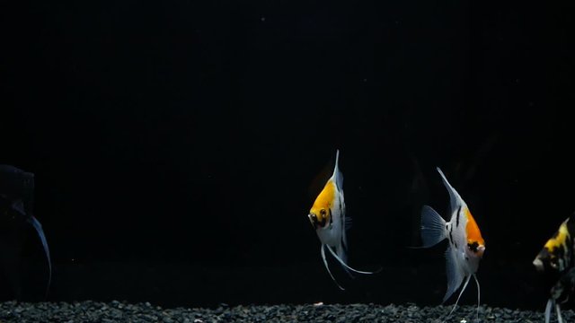 Angelfish swimming in tank with black background. The shape is rectangular. Flat body Have a small mouth The dorsal fin is high on the tail side. Dorsal fins long from the body.