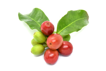 Coffee berry and leaves coffee on branch, White background.