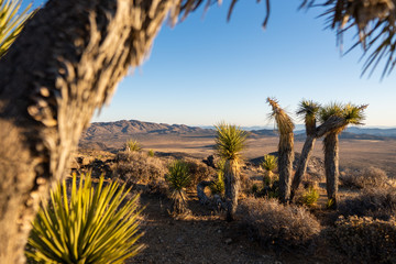 Mountains behind a group of joshua trees during a hike