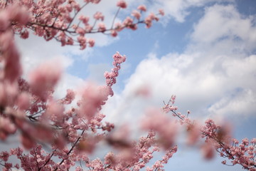 河津桜と春の空