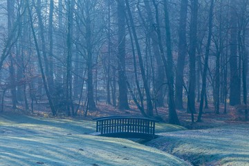 Trees in the gloomy forest in Maksimir, Zagreb, Croatia