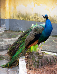 Obraz premium Peacock - Pavo cristatus