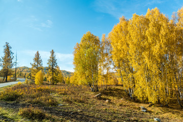 Naklejka premium Autumn autumn in Xinjiang.