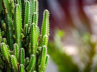 Fototapete Toilette Green cactus growing with sunshine.  © tete_escape