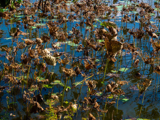 Dry and dying brown lotus leaves in swamp.
