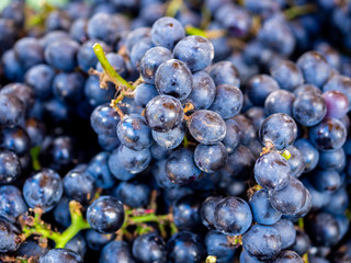 Grape background. Dark blue grapes.