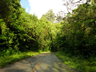 Obraz premium Road down Tantalus Mountain with lush trees along the road