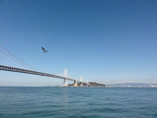 Seagull flies in front of San Francisco side of Bay Bridge