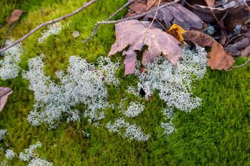 Autumn Leaf on Moss