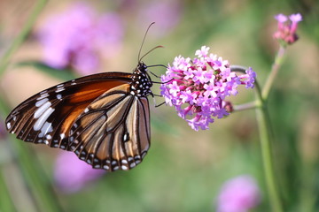 butterfly on flower