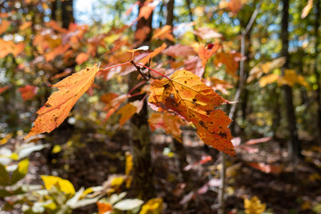 red autumn leaves