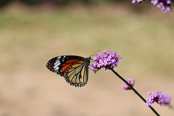 butterfly on flower