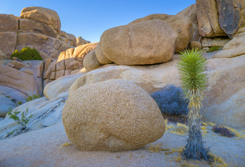 Joshua Tree