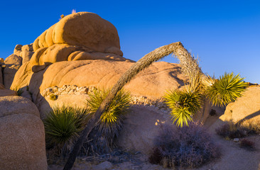Joshua Tree