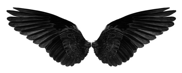 black bird's wings isolated on a white