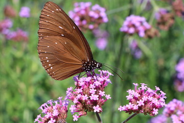 butterfly on flower