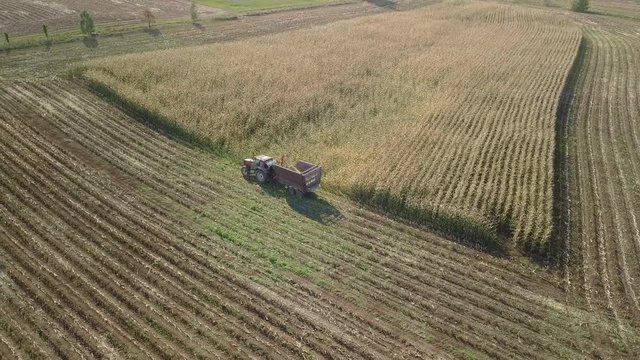 Tractor driving on the corn field, harvesting the ripe cereals
