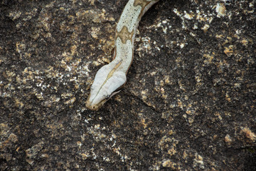 piton snake on the stone