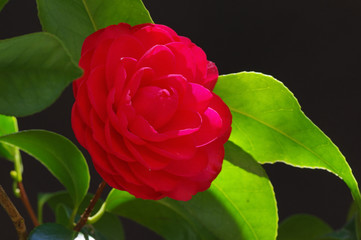 Camellia plant with flower against a black background and strong natural illumination.