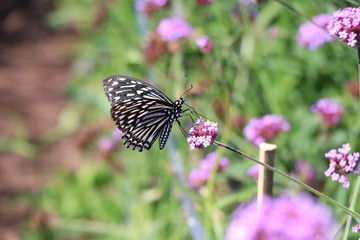 butterfly on flower