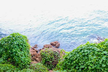 Trees, leaves, coastline, beautiful seaside on a clear day.