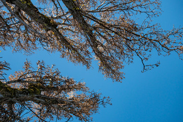 tall trees in the park with dried brown leaves and moss covered tree trunks under clear blue sky on a sunny morning 