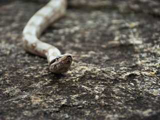 piton snake on the stone