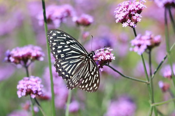 Butterfly feeding on flower