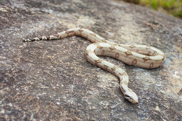 piton snake on the stone