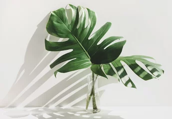 Deurstickers Monstera leaves in glass jug with sunlight and long shadow on wall © hakinmhan