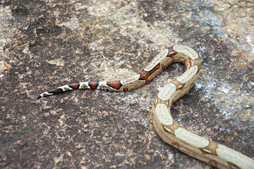 piton snake on the stone