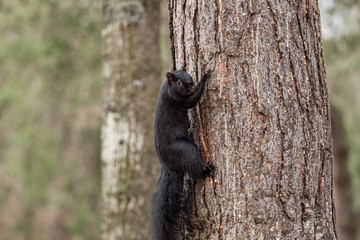 close up of a cute black squirrel sling on the tree trunk in the park staring at you