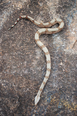 piton snake on the stone