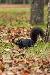 one cute black squirrel on brown fall leaves filled ground field searching for nuts