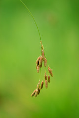 Wild Grass seeds with green background