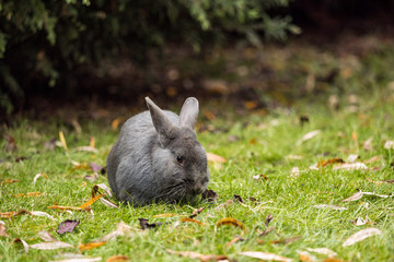 close up of a cute grey rabbit enjoy its meal time on green grass field inside park