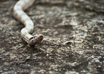 piton snake on the stone