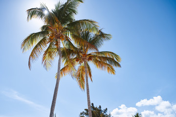 Fototapeta na wymiar palm tree and blue sky