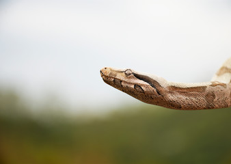 piton snake on the stone