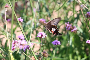 butterfly on flower