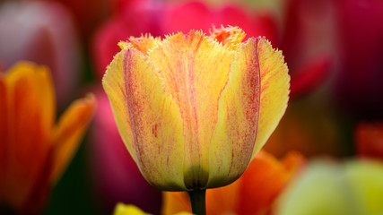 yellow tulip in the garden