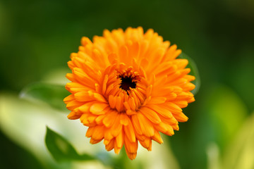 Calendula. Close up of an orange marigold in the garden on a green background. Horizontal macro photography