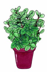 Marjoram herb, branches with green leaves. Marjoram in brown clay pot. Isolated on white background. Marker hand drawn sketch. Botanical sketch.