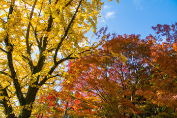 紅葉のある風景