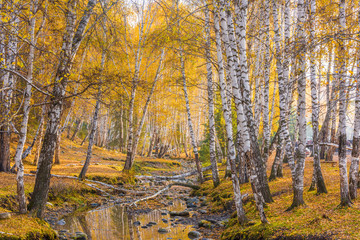 Autumn birch forest 