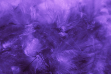 Fototapeta na wymiar Beautiful abstract colorful blue and purple feathers on black dark background and soft white pink feather texture on white pattern