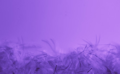 Beautiful abstract colorful blue and purple feathers on black dark background and soft white pink feather texture on white pattern