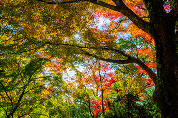 紅葉のある風景